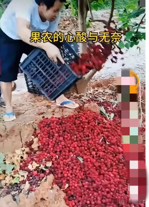 一桶药水，直接把整个漳州的杨梅产业干趴下了。违禁防腐剂打底，八千倍甜度的三无