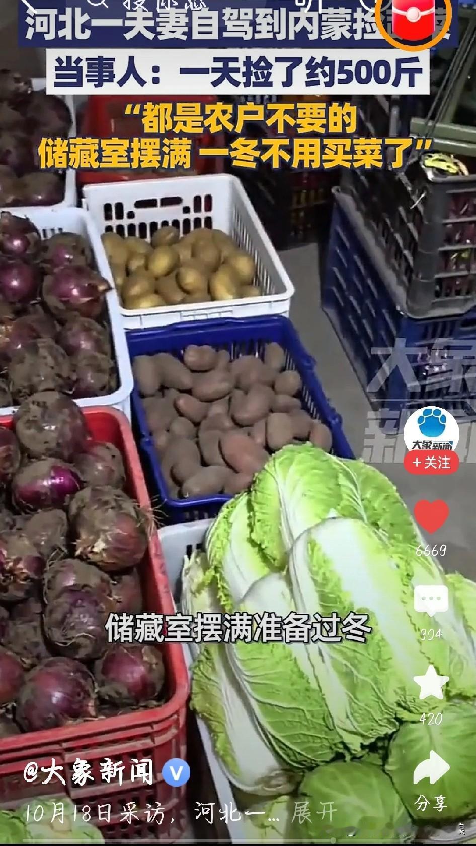 这趟自驾游太值了！夫妻内蒙捡500斤菜，一冬不用买河北这对夫妻太会过日子了