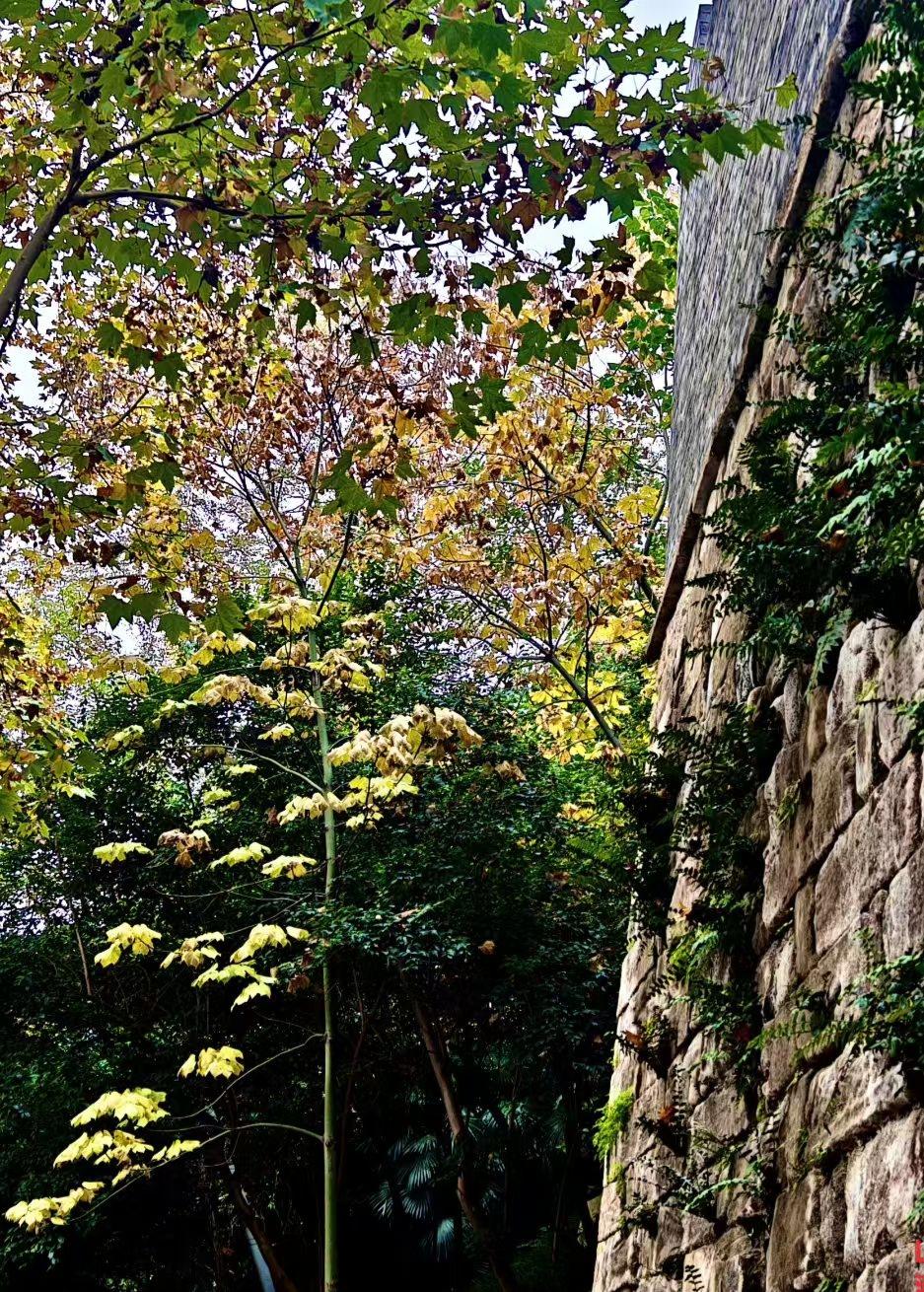 冬日生活打卡季墙缝里攀着秋意，叶尖一半还攥着夏的绿，一半已浸成透亮的黄。风一摇，