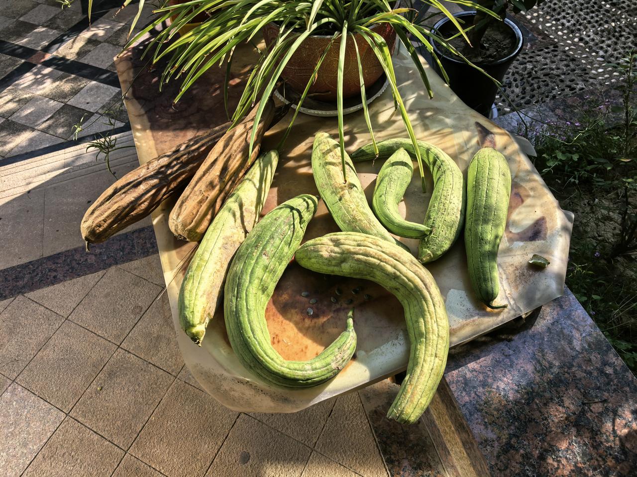 开了一小片地，种了几颗丝瓜，上星期过去，看到的全是叶子，没见开花，也没见结果，昨