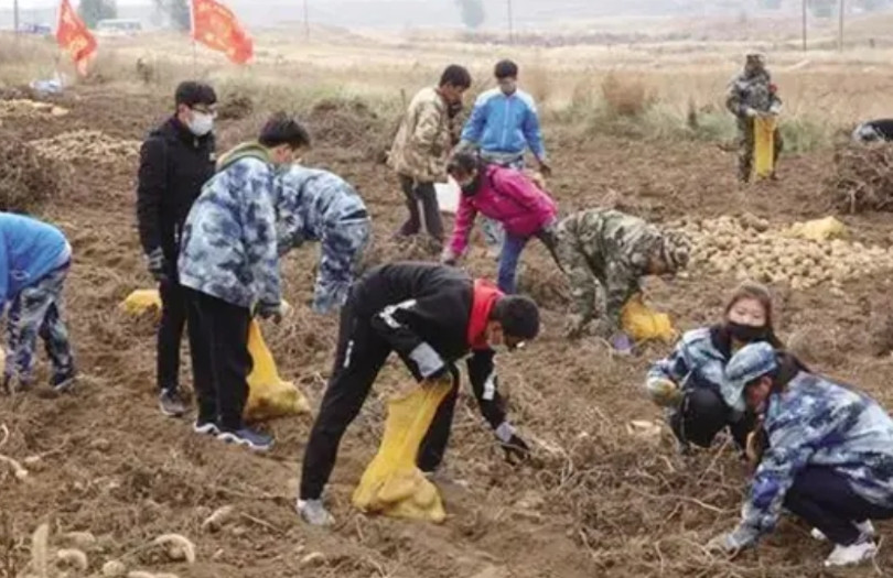 江苏徐州桃子被抢，安微土豆被抢，深层次原因是什么。江苏徐州张先生，承包山地18