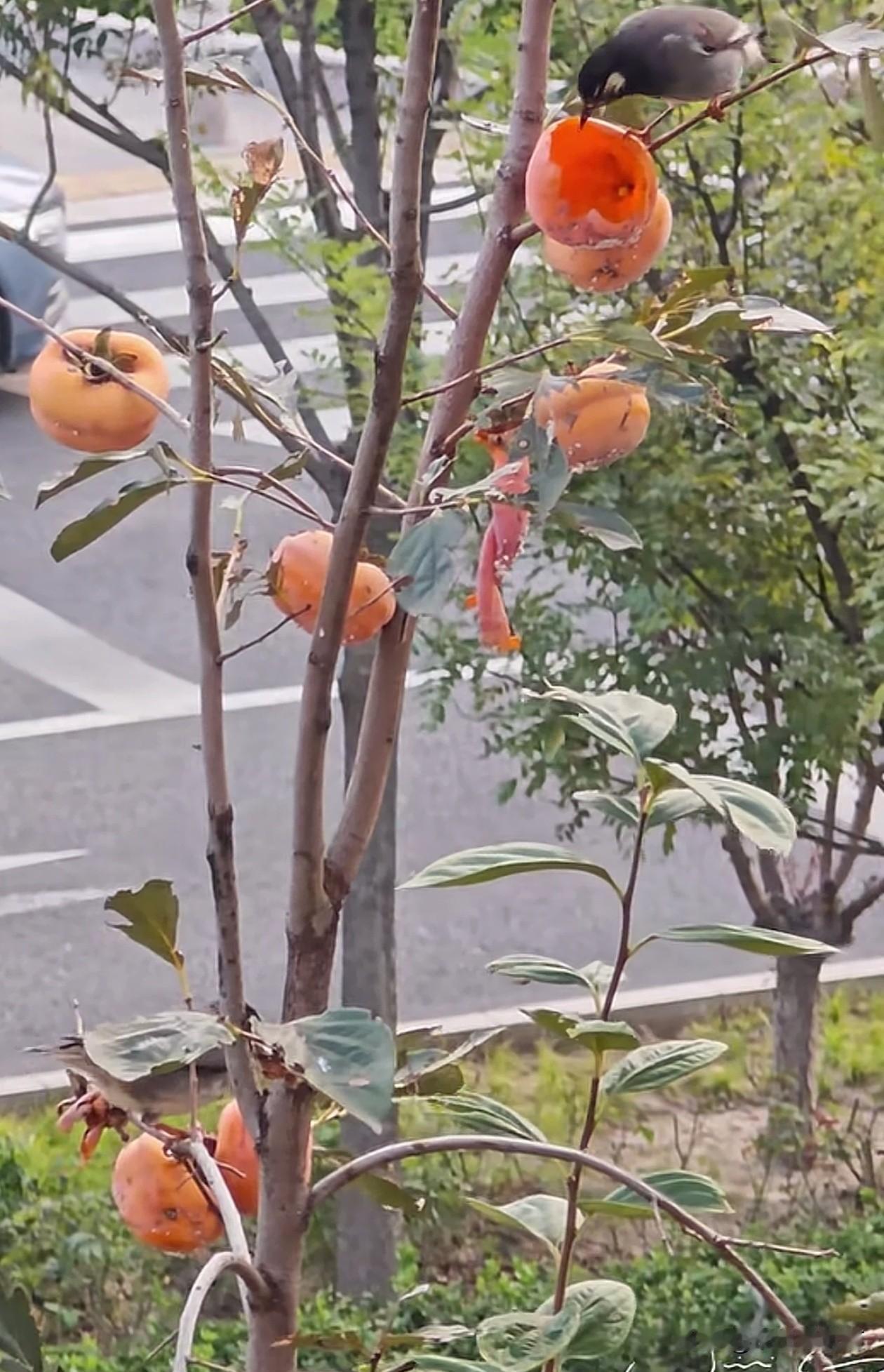 树上的果子原来是被这玩意偷吃的!昨天去苹果园摘苹果。很多苹果看着挺大、挺