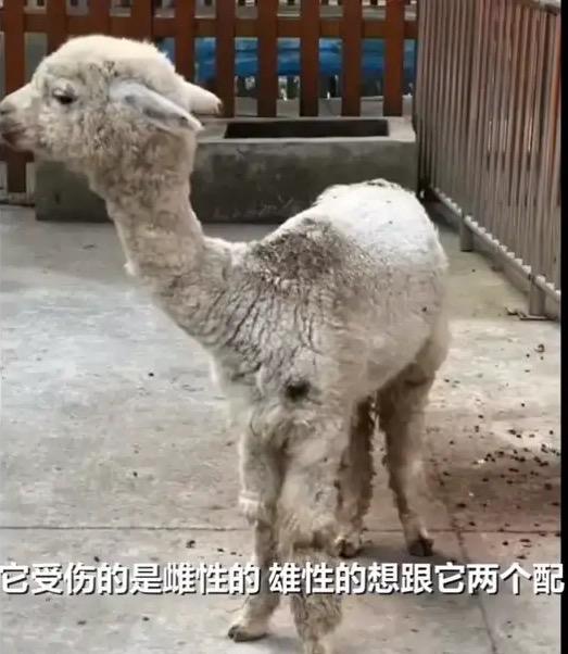 “这就是远香近臭！”10月12日报道，安徽，一动物园有两只羊驼，雌羊驼拒绝交配，