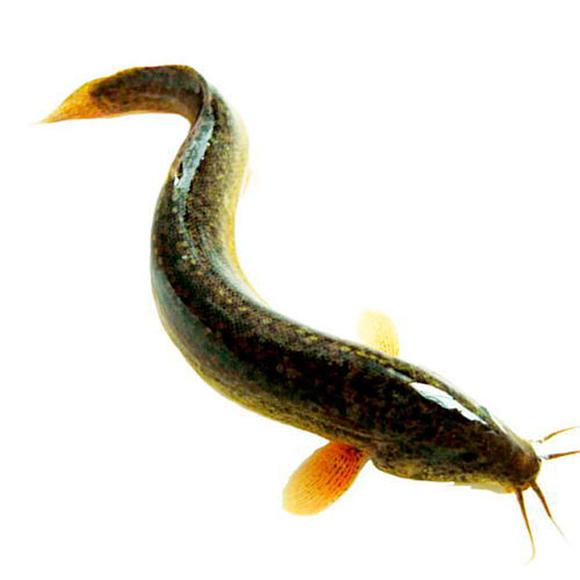 鳅鱼（动物们220）泥鳅肉质优良，味道鲜美，是一种高蛋白低脂肪食品。泥鳅在国