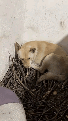 破防了！狗狗守着主人遗物默默流泪，这一幕看哭全网！重庆女子去