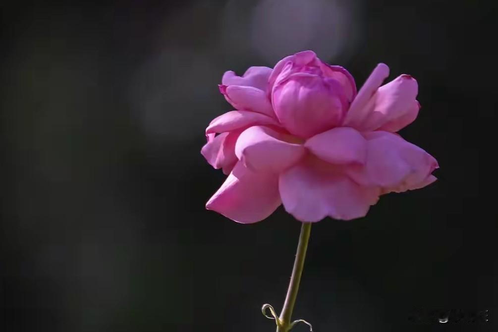 粉色月季
