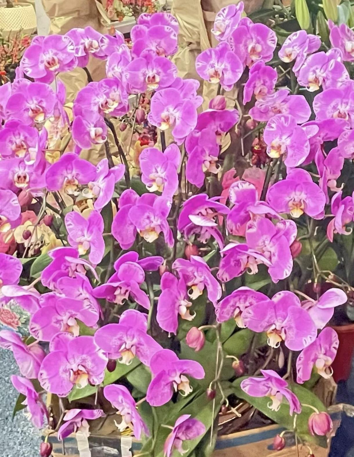 假如广州有一个粤语乐园，里面可以听粤语歌，看粤语电影，听粤语相声，听粤语栋笃笑，