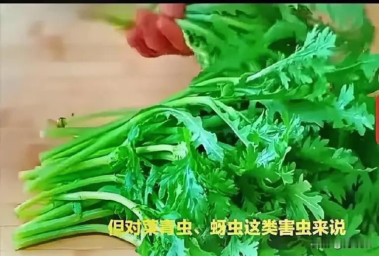 基本不打农药的十种蔬菜真的吗？1. 香菜：特殊香气能驱虫，虫子不爱靠近，农残