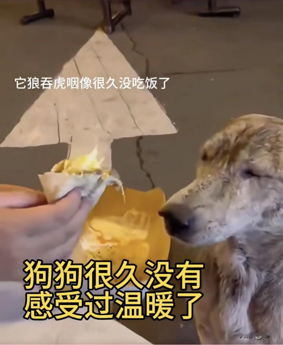 泪目了！这天夜里一位小姐姐去吃夜宵，当她吃的正开心的时候，突然看到一只流浪狗走了