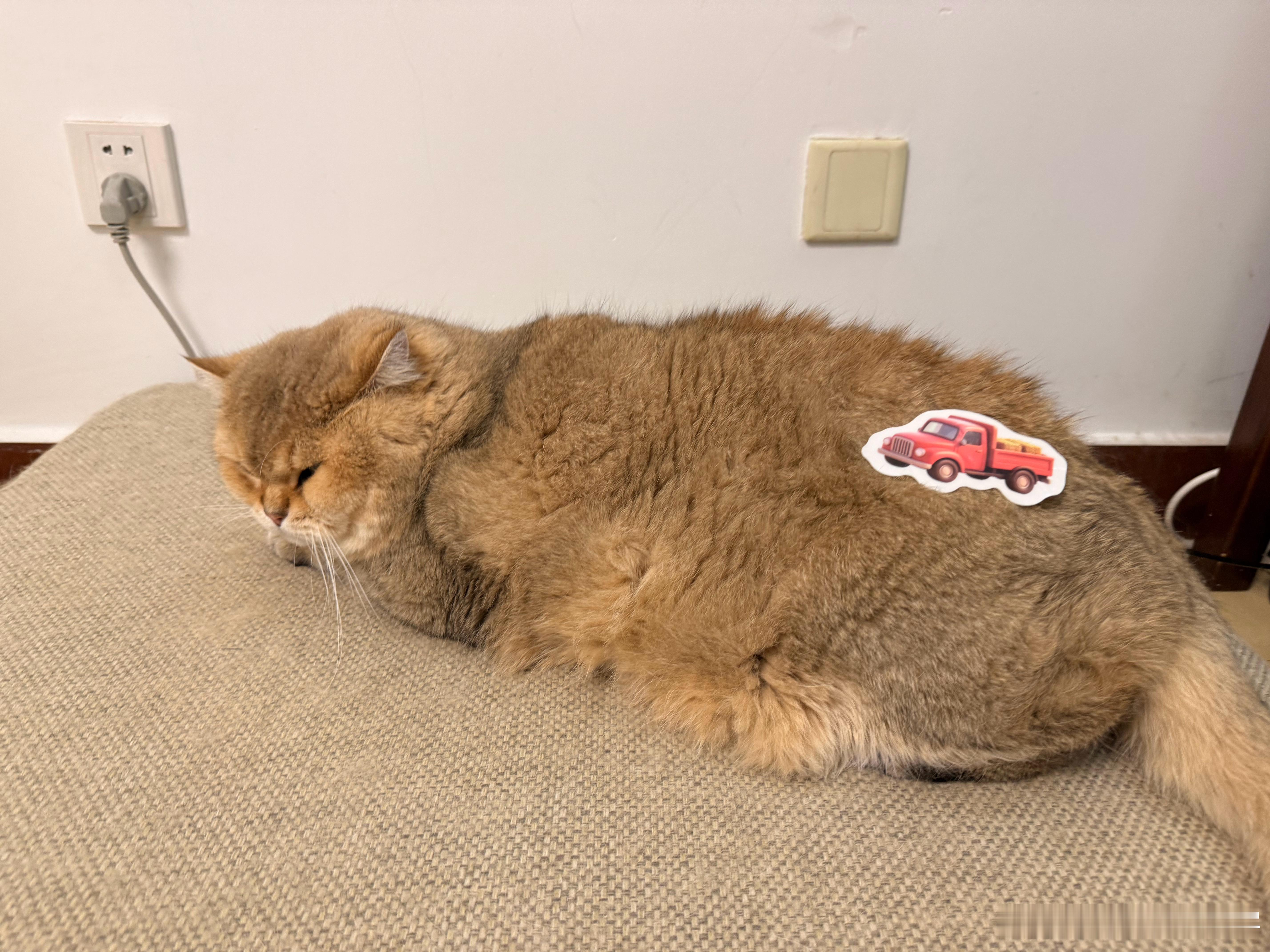 [捂脸哭][捂脸哭][捂脸哭]萌宠猫咪猫咪​​​