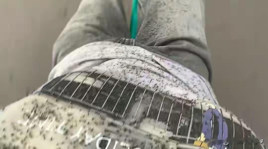 最近好多游客说内蒙古阿尔山国家森林公园有大量飞虫，到处都是，看着怪吓人的，严重影