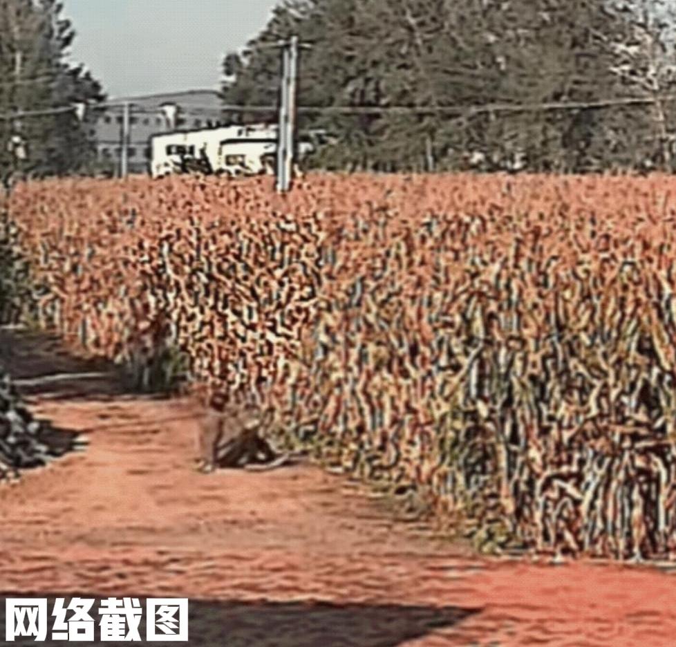 辽宁有大爷下玉米地查看玉米长势。此刻大爷不经意间看到远处有个动物，刚开始以为