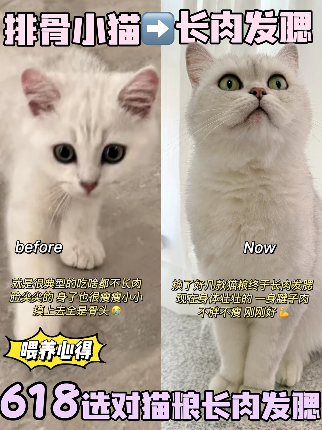 猫咪逆袭长肉发腮✨挑食猫真的可以闭眼冲！