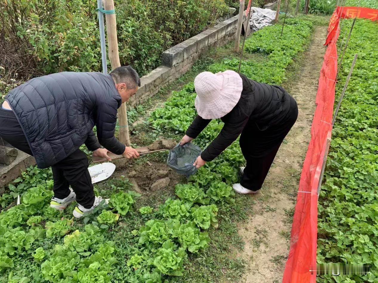 既然化肥污染环境，为什么还要大力推广，老祖宗用了几千年的粪肥难道不好吗？有没有一