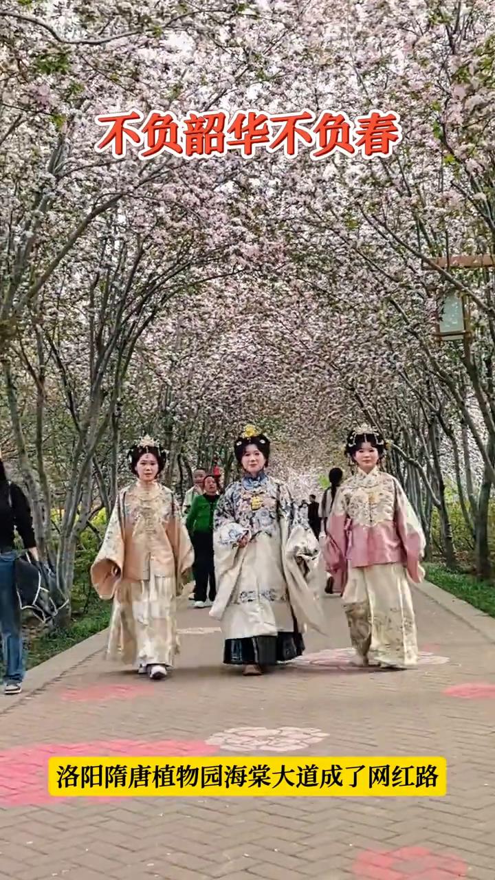 不负韶华不负春，洛阳隋唐植物园海棠大道成了网红路。