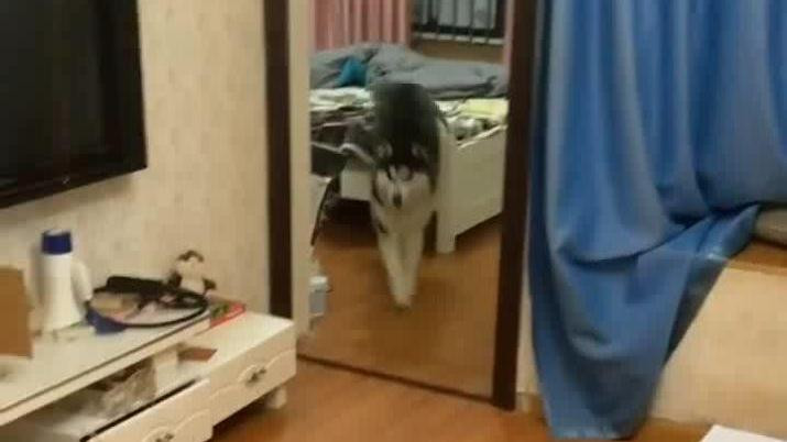铲屎官用胶带坑哈士奇 二哈犹如猛虎下山这速度太厉害了