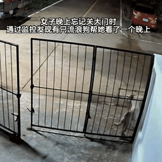 谁懂啊！忘关大门没丢东西，反而捡了个“守门卫士”？都说“万