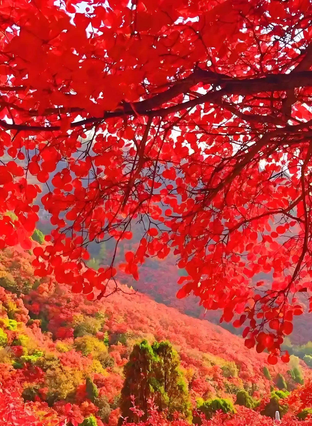 想去湖北罗田红叶景区的举个手！深秋时节，罗田九资河镇的景区简直美炸了。圣人堂、河