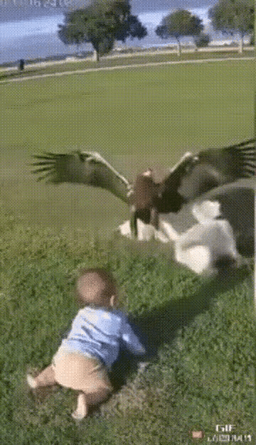 [祈祷][doge]狗狗是人类最忠实的朋友。看下图:老鹰叼走娃娃，狗狗奋不