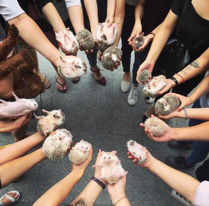 刺猬聚会，有间谍