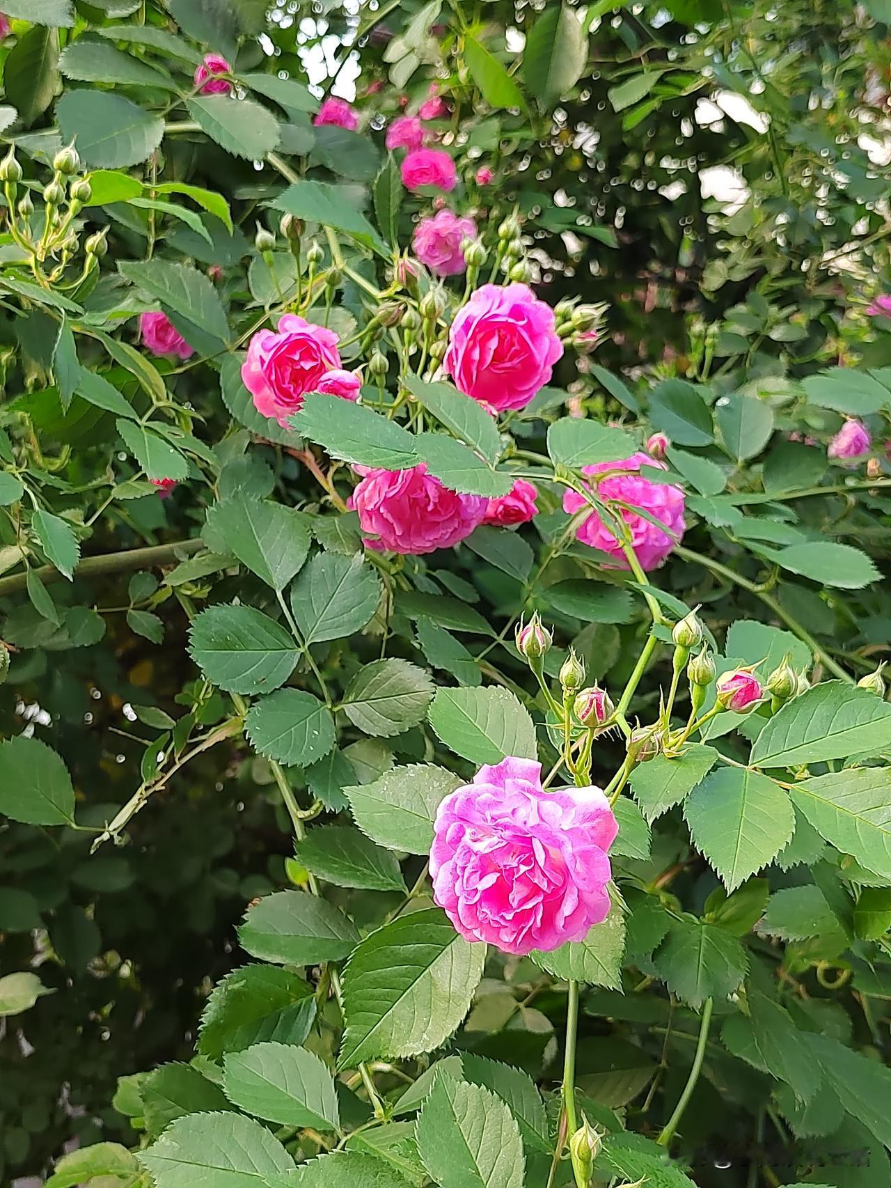 如果你是退休的,早餐都几点吃?我刚刚退休，可自从退休后，我睡得比狗晚，起的比鸡