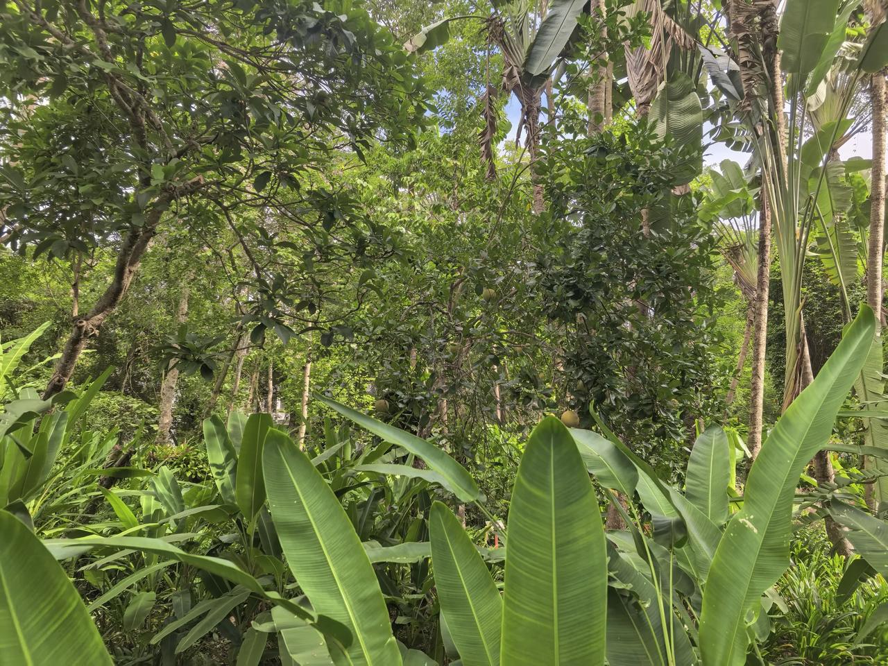 游云南西双版纳（一）今天上午去了西双版纳植物园，因为时间紧促，总共也就两个小时