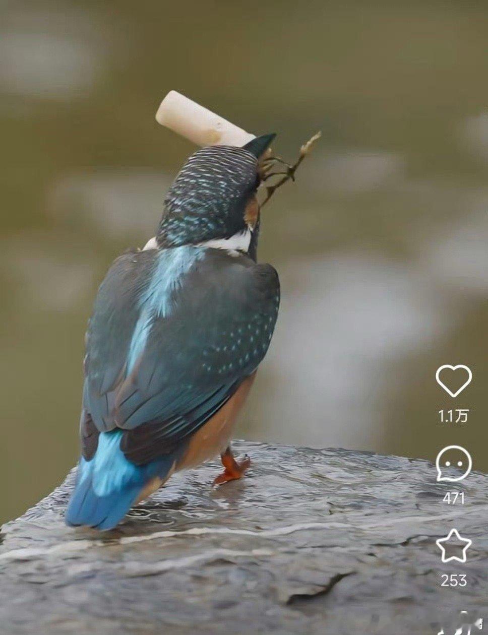 乱扔的烟头被小鸟当做小鱼了…