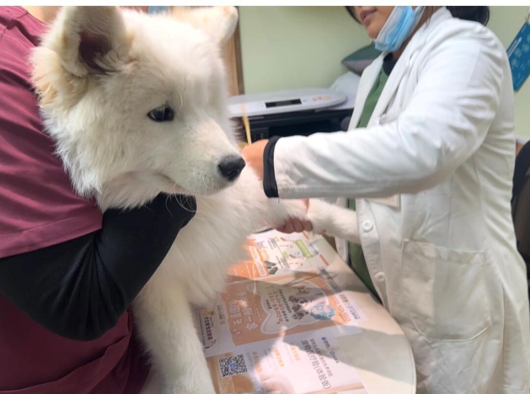 狗不肯出门以为病了，医生确诊为健康的懒狗​​​