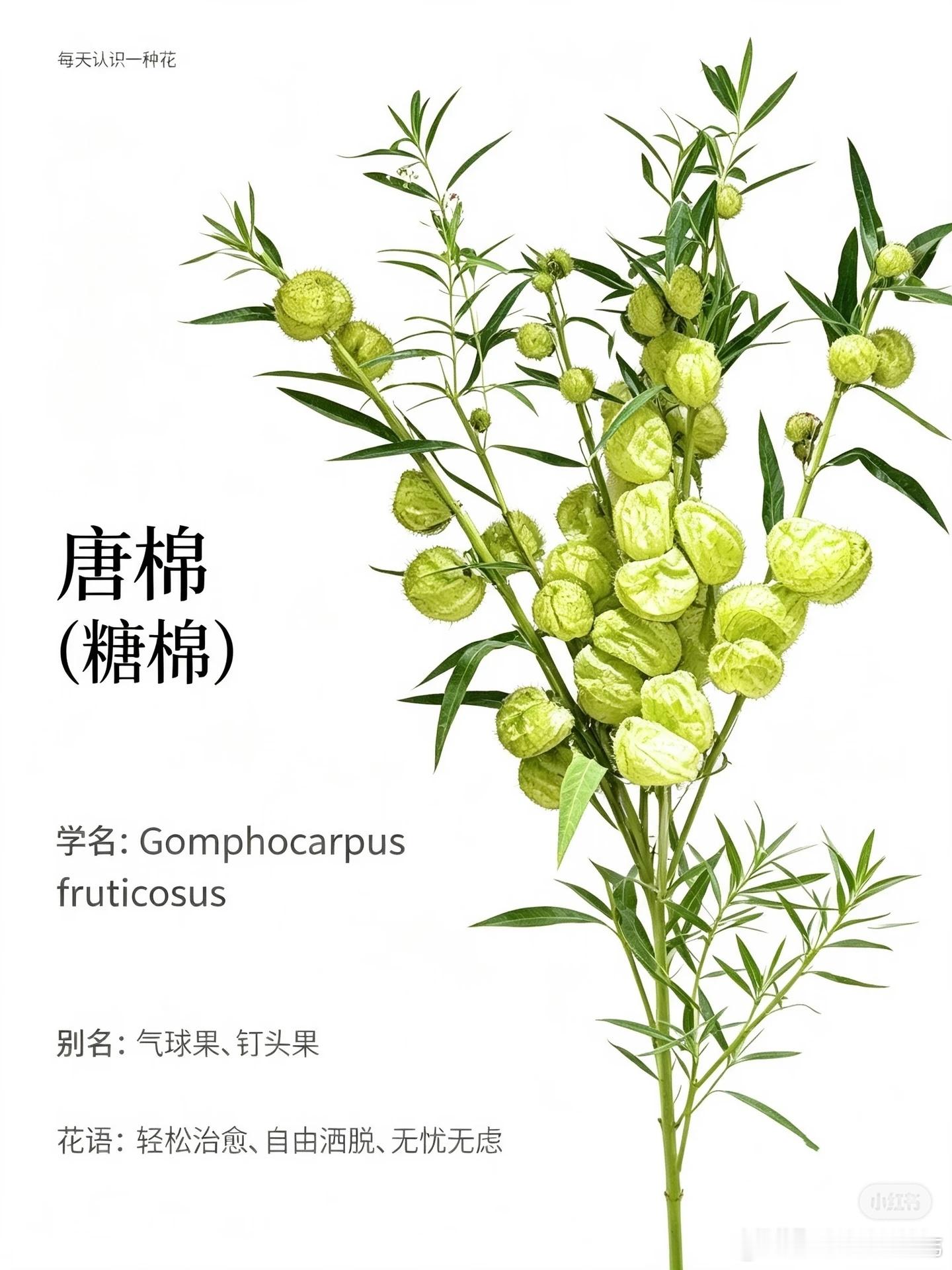 每日一花-糖棉糖棉：温柔气球果材【花语】甜蜜缠绵、福气满满、松弛自在、温柔顺遂青