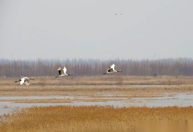央视的镜头直接怼到了盐城，就为了一群鸟，朱鹮。这鸟什么来头？全球凑起来就几千只