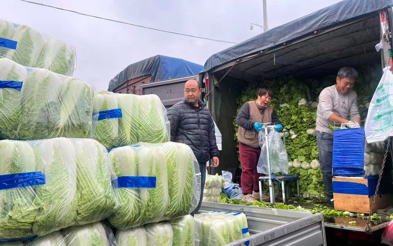 北京新发地冬储大白菜上市 日均交易量上千吨