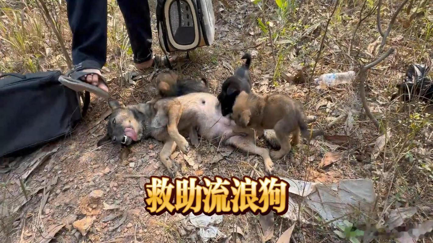 在网上看到一个视频，讲的是一只流浪狗被救助后的变化。从开始的胆小害怕到后来的活泼粘人，整个过程看得我