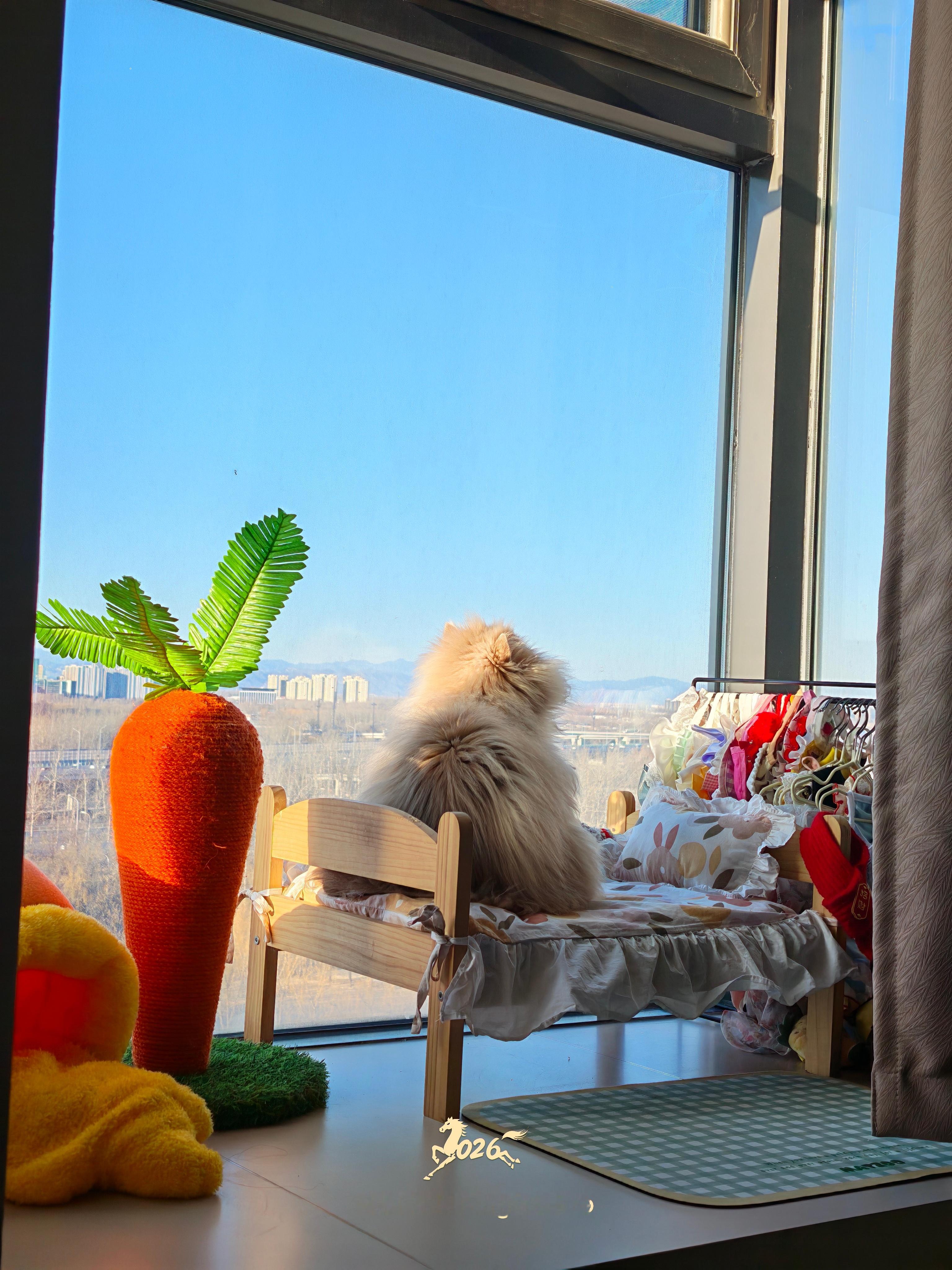 小猫每天会有烦恼吗？