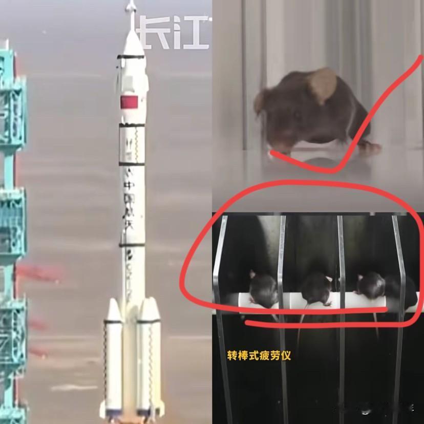 这次航天任务让全世界都知道了东方大国的成就!三名航天员和四只航天鼠一起飞