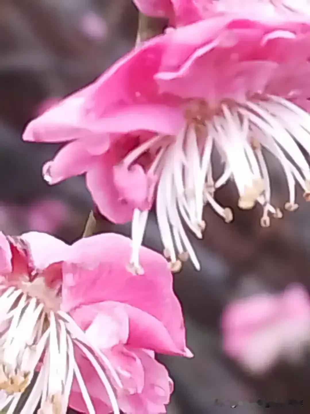 戏曲味女人味全出来了！真是一种艺术熏陶享受！尤其是一开始穿红衣者颤三颤柔万千脚绵