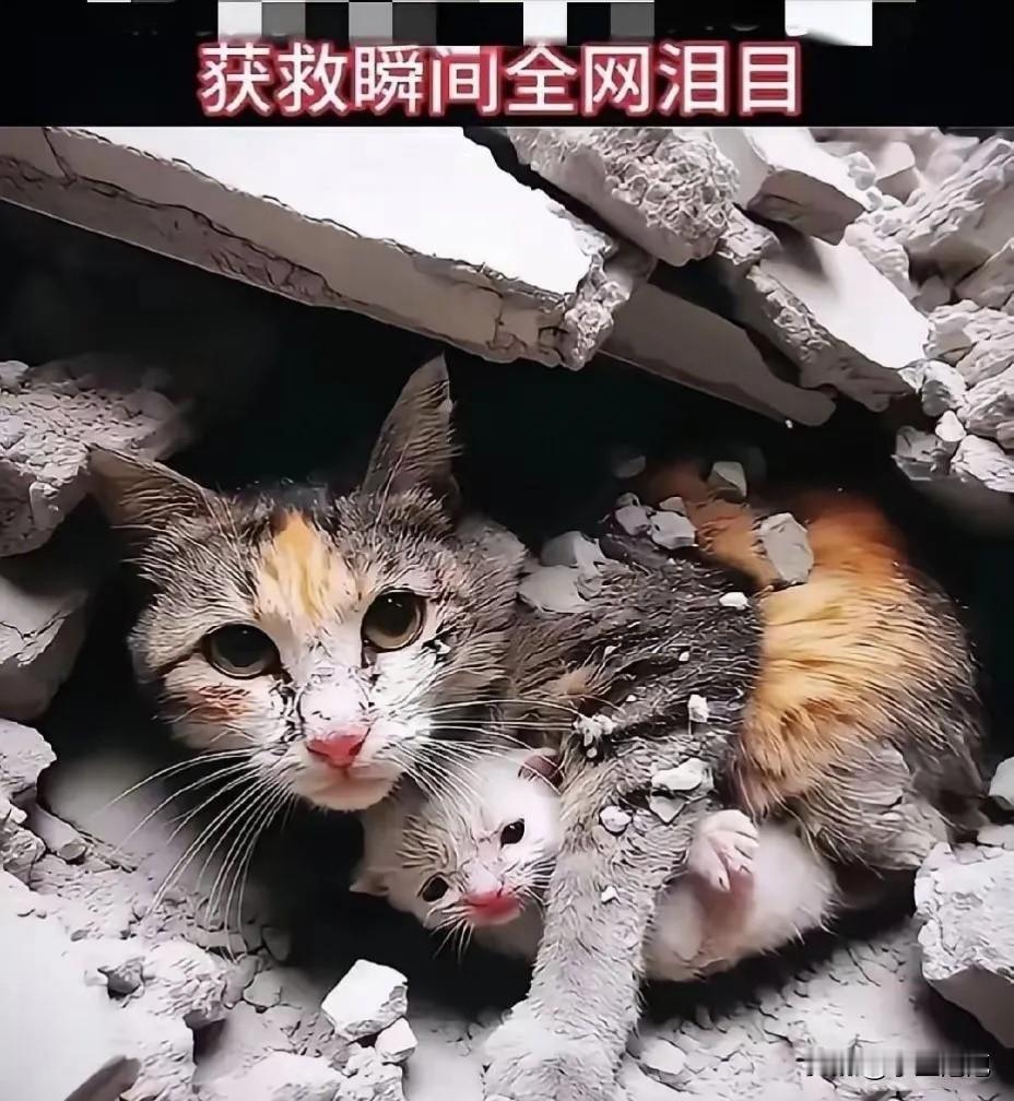 泪目了！一只流浪猫妈妈带着自己的猫宝宝生活在一片废旧的城中村里，因为规划改造，这