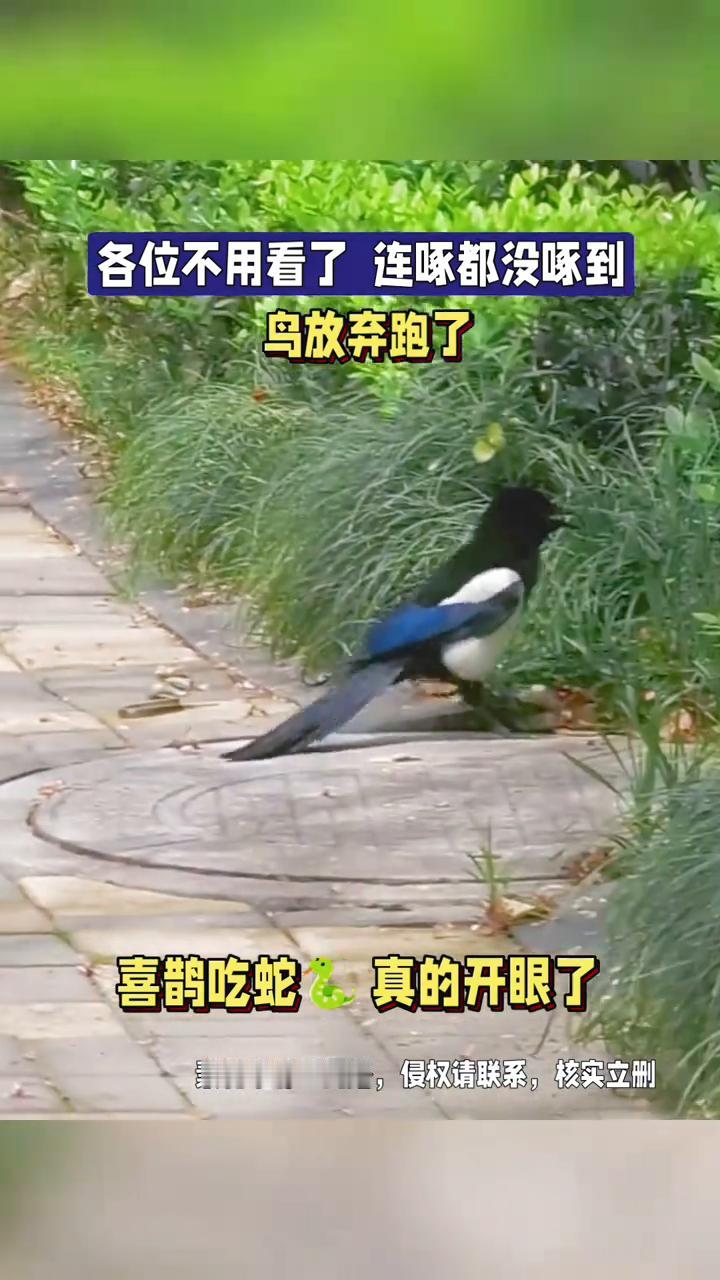 各位不用看了，连啄都没啄到，鸟放弃跑了。喜鹊吃蛇真的开眼了。