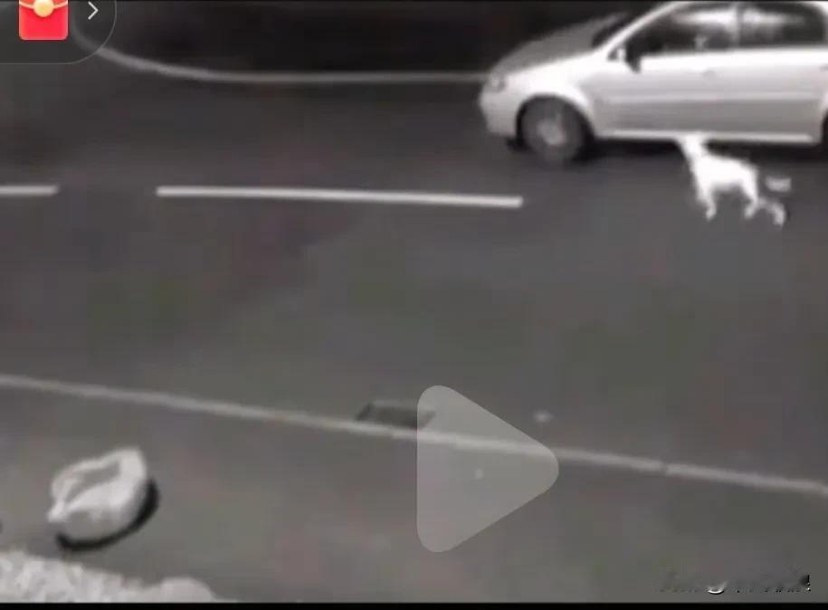 主人开车把养了多年的狗狗拉到远地山区路丢下狗狗及连同狗窝。关上车门一走了之，狗狗