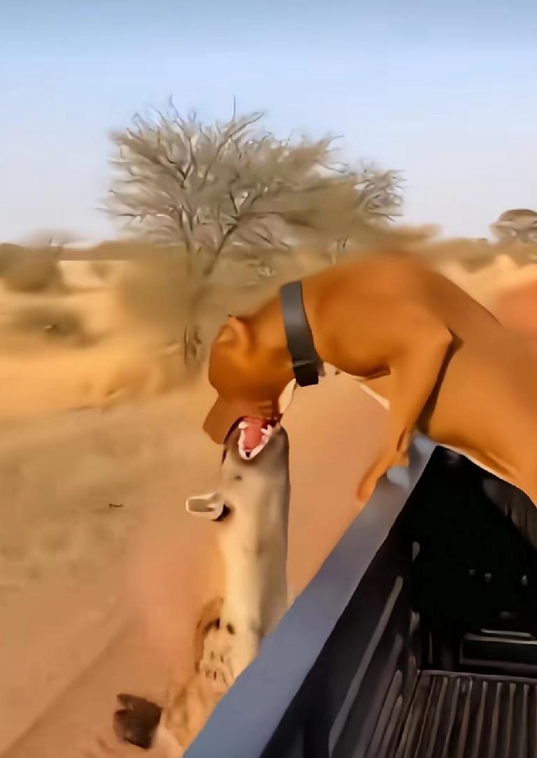 在非洲，一辆皮卡车带着一个比特犬。一只猎狗看到上前主动去撕咬。比特犬顺势也