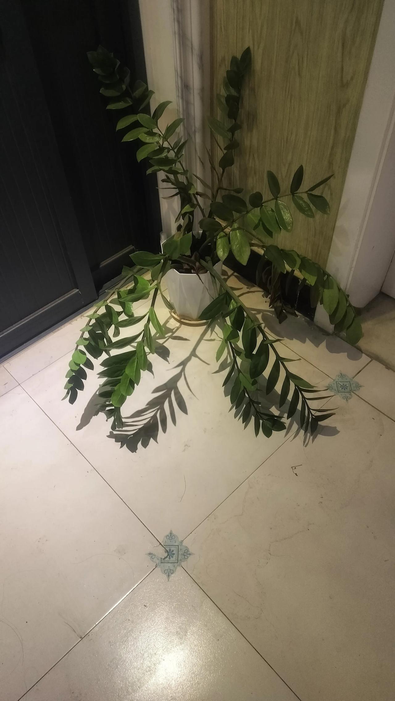 去年兴冲冲买的金钱树，当初枝繁叶茂的，这几天突然蔫耷耷的，叶子都往下垂，心疼坏了