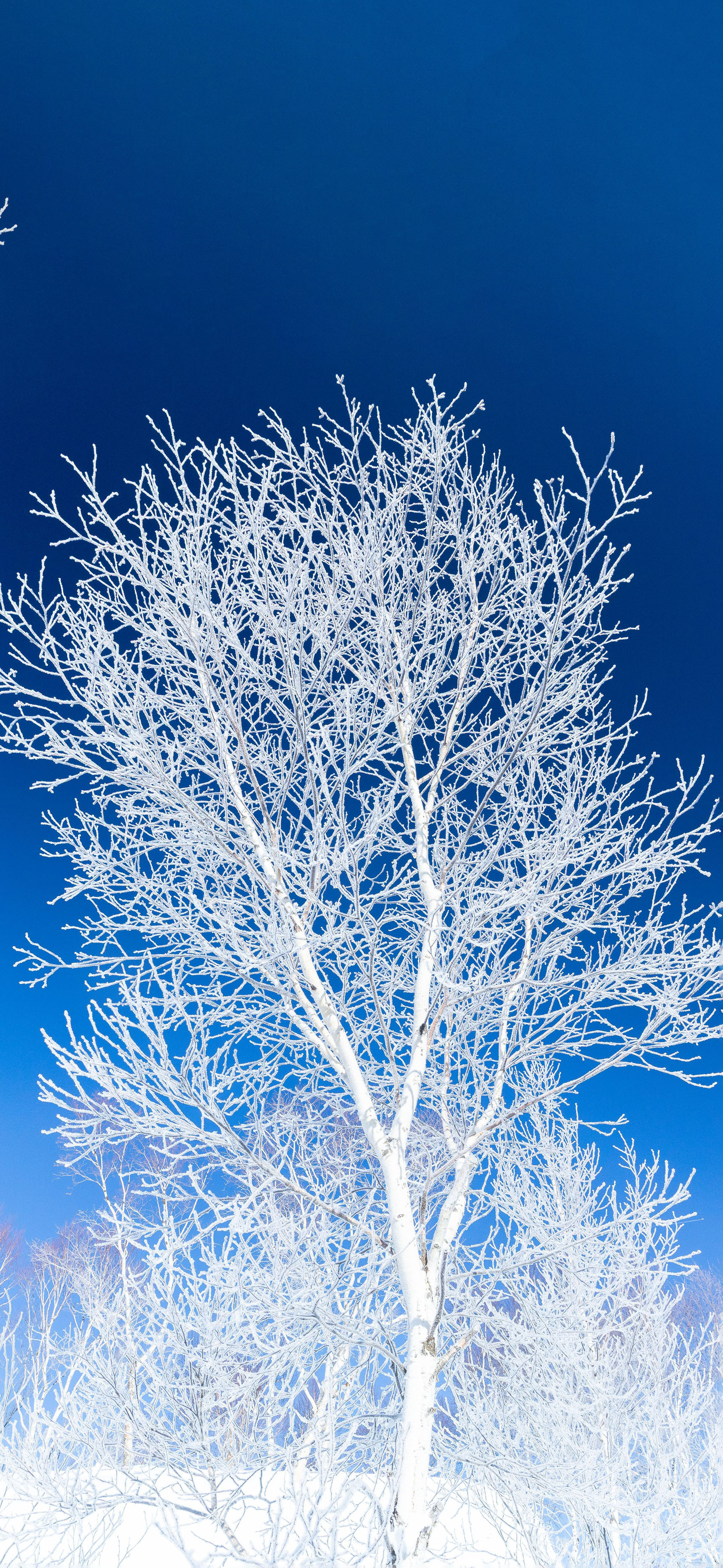 莱分享今日iPhone壁纸分享