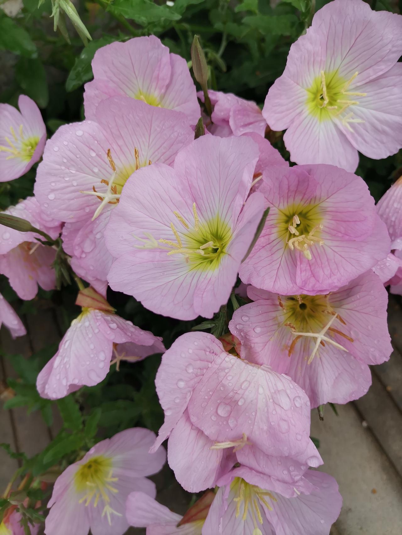 ‌美丽月见草是柳叶菜科月见草属多年生草本植物，株高约40-50厘米，叶互生披针形