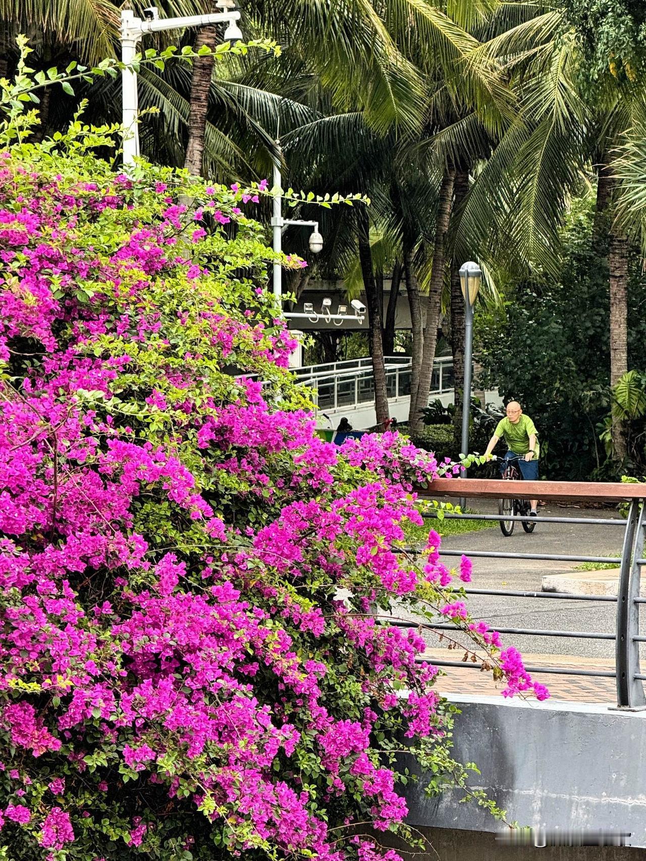 深圳湾的花，就像生活的小确幸，开了又落，落了又开。春天一到，深圳湾的花竞相绽放