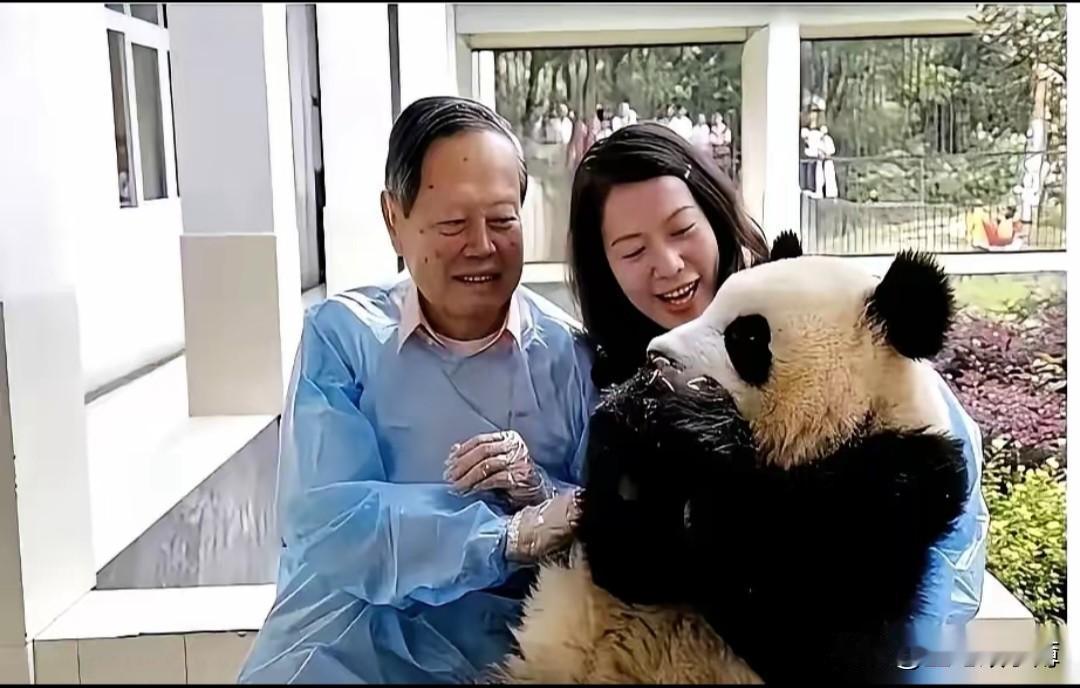 从杨振宁翁帆这两张图，我看出了这二人的胆识。大熊猫看着呆萌可爱，动作憨憨，所