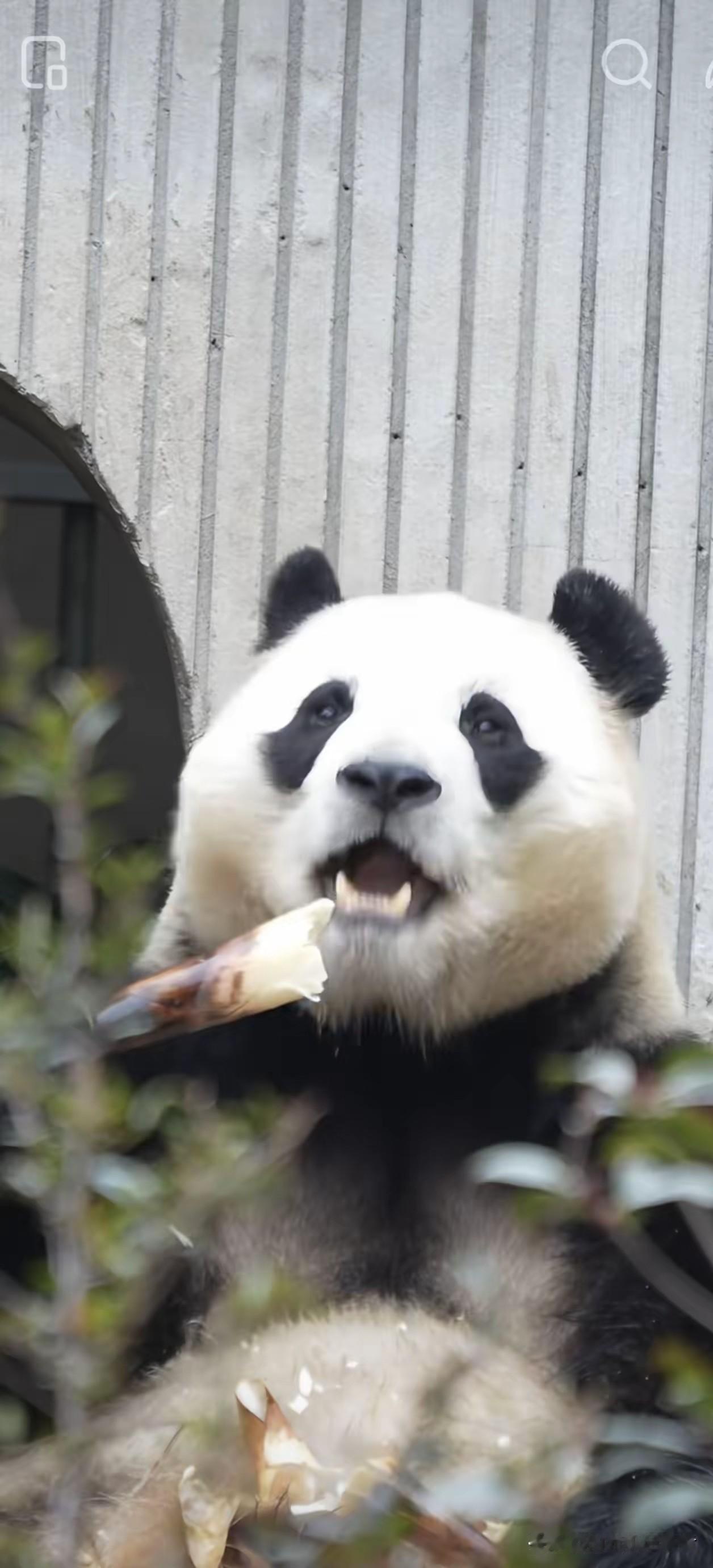 果然李在明惦记着福宝，想要再次借福宝，虽然福宝在韩国受到待遇很好，但是离家的孩子