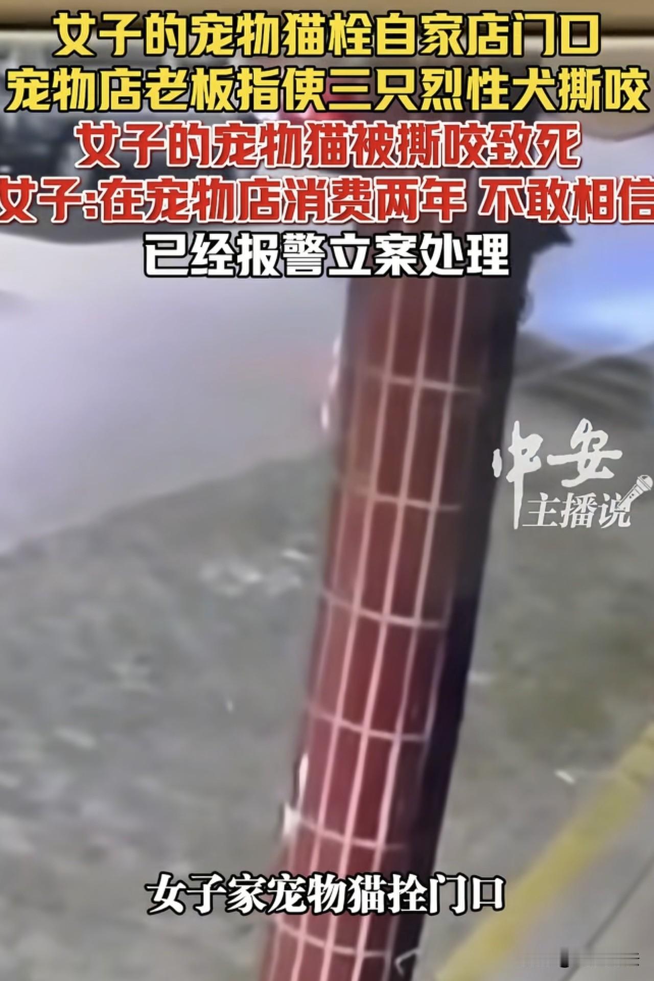 江苏扬州，一女子将自己的宠物猫拴在自家店门口，没有妨碍到任何人，可让她难以置信的
