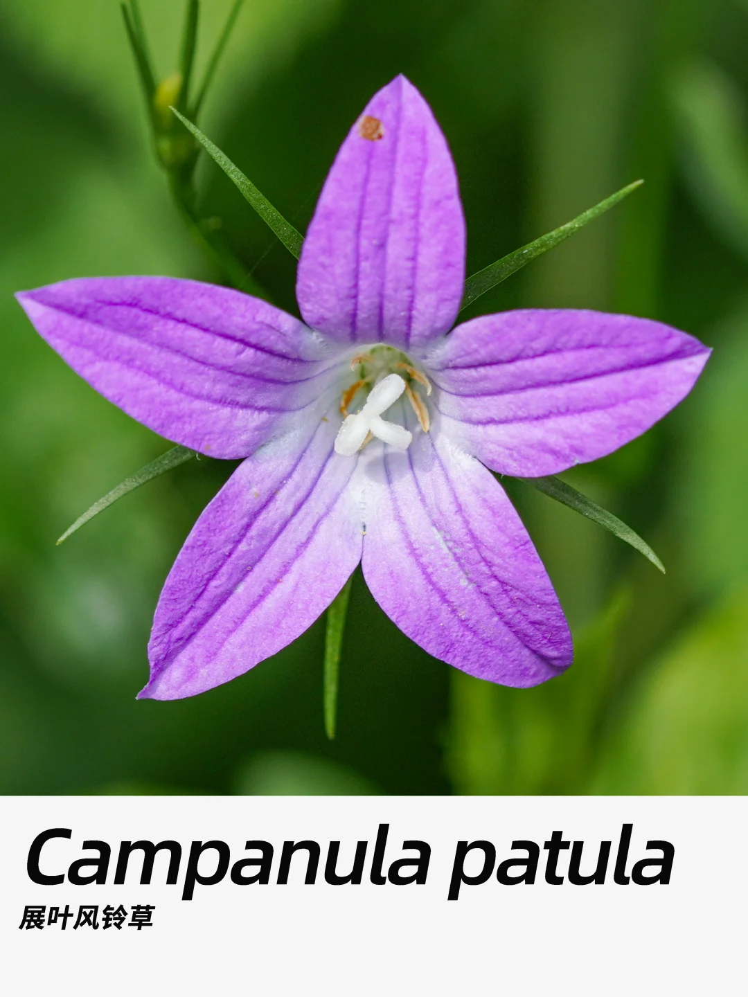 带你每天认识一种花材447｜展叶风铃草