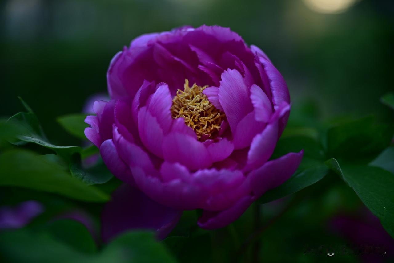 今天我去泉城公园看牡丹，姹紫嫣红，雍容华贵，花中之王当之无愧。唯有牡丹真国色，