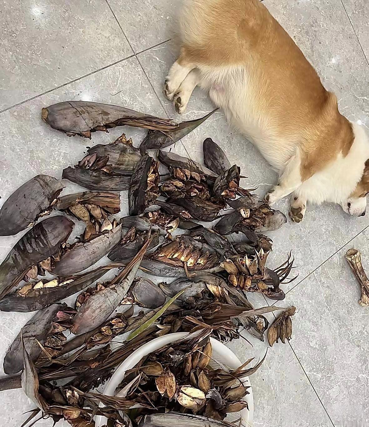 我家狗狗最近不知道怎么了，每天早出晚归的，今天一看它捡回来这么多，有知道这是什么