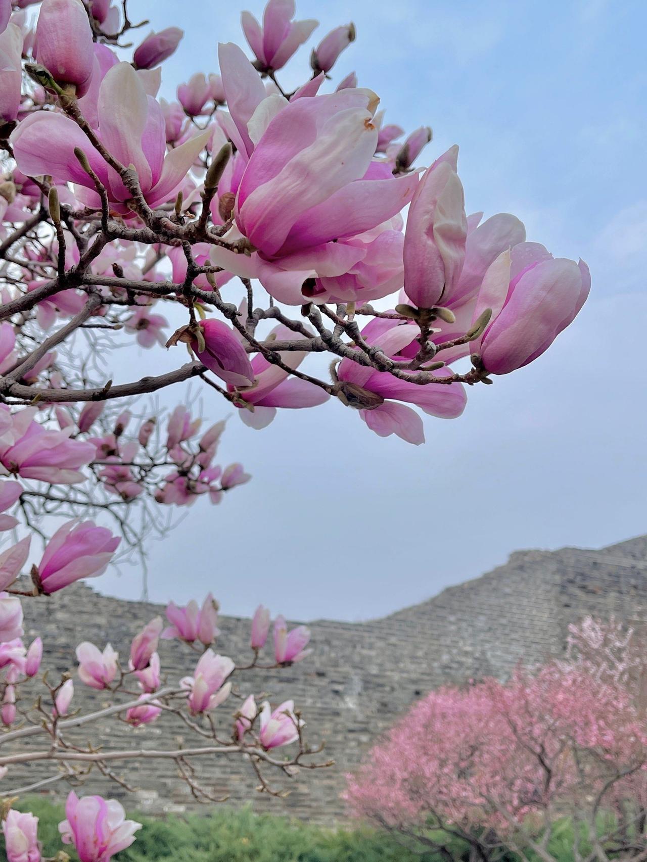 原来春天最奢侈的玩法，是把时间浪费成一片会发芽的光阴。
